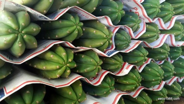 San Pedro Cactus (Trichocereus Pachanoi), 12" Long, Large Diameter Tip Cutting