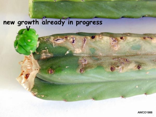 San Pedro Cactus Cuttings, Various sizes, 8 lbs., Trichocereus Pachanoi, Free Priority Shipping