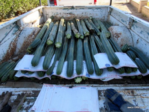 San Pedro Cactus Cutting, One, 3 Foot Long TRUNK, Large Diameter, Trichocereus Pachanoi, Free Priority Shipping