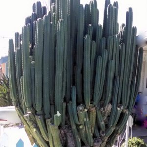 Large San Pedro cactus cuttings planted in a landscaped garden