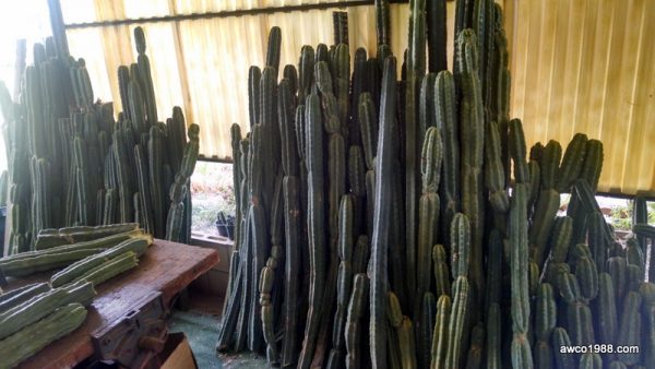 San Pedro Cactus Cutting, One, 3 Foot Long TRUNK, Large Diameter, Trichocereus Pachanoi, Free Priority Shipping