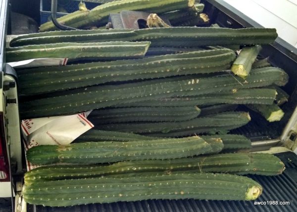 SPECIAL! Two X-LARGE, 12 Inch Long, San Pedro Cactus TRUNK Cuttings, T. Pachanoi, Free Shipping