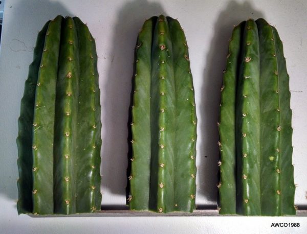 SPECIAL! Two X-LARGE, 12 Inch Long, San Pedro Cactus TRUNK Cuttings, T. Pachanoi, Free Shipping