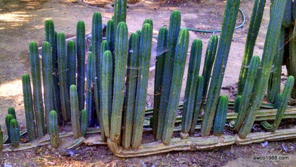 San Pedro Cactus Cuttings, 6lbs Pieces of Various Lengths & Diameters.