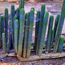 San Pedro Cactus Sales View All Items