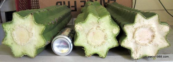 SPECIAL! Two X-LARGE, 12 Inch Long, San Pedro Cactus TRUNK Cuttings, T. Pachanoi, Free Shipping