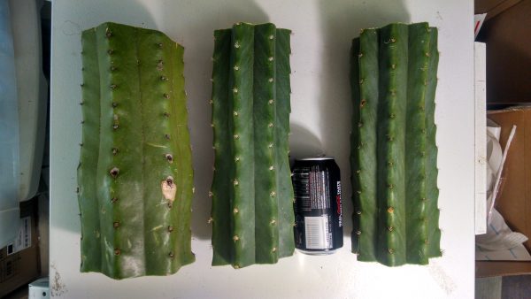 SPECIAL! Two X-LARGE, 12 Inch Long, San Pedro Cactus TRUNK Cuttings, T. Pachanoi, Free Shipping