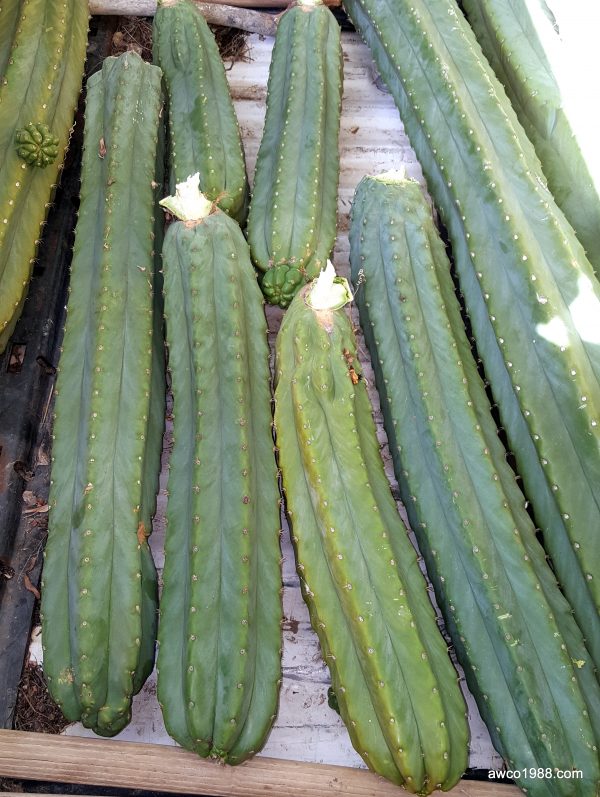 SPECIAL! Two X-LARGE, 12 Inch Long, San Pedro Cactus TRUNK Cuttings, T. Pachanoi, Free Shipping