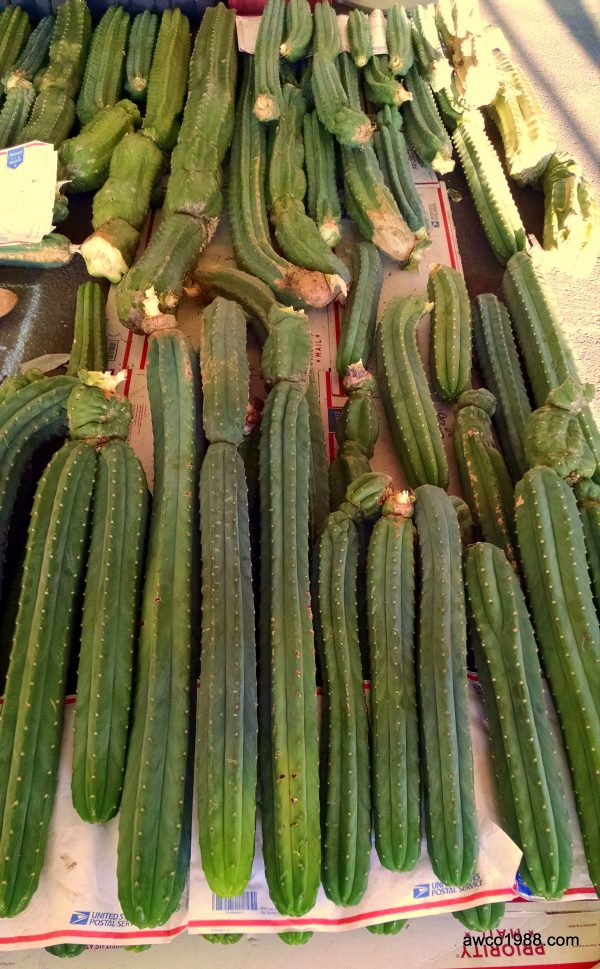 SPECIAL! Two X-LARGE, 12 Inch Long, San Pedro Cactus TRUNK Cuttings, T. Pachanoi, Free Shipping