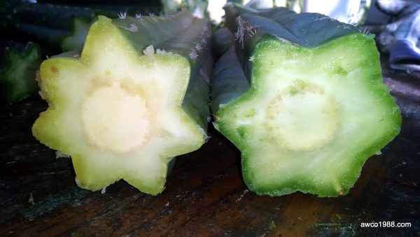 SPECIAL! Two X-LARGE, 12 Inch Long, San Pedro Cactus TRUNK Cuttings, T. Pachanoi, Free Shipping