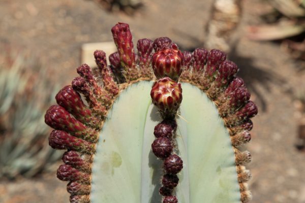 SALE! Mexican Fence Post Cactus (Pachycereus marginatus), One X-LARGE, 12" Inch Long Un-rooted Tip Cutting