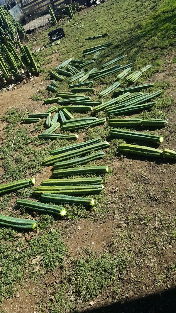 SPECIAL! Two X-LARGE, 12 Inch Long, San Pedro Cactus TRUNK Cuttings, T. Pachanoi, Free Shipping