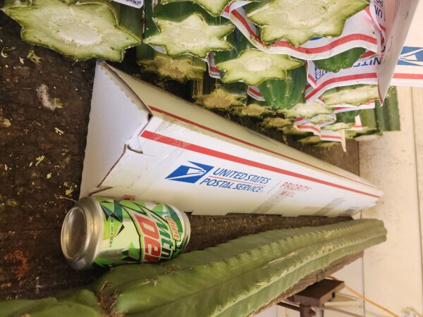 San Pedro Cactus Cutting, One, 3 Foot Long TRUNK, Large Diameter, Trichocereus Pachanoi, Free Priority Shipping