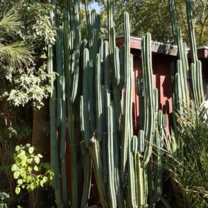 “CAPTAIN KIRK” SAN PEDRO CACTUS, One Medium TIP Cutting, 12″ Long, Free Priority Mail Shipping, Trichocereus Pachanoi