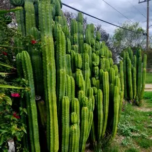 San Pedro cactus tip cuttings