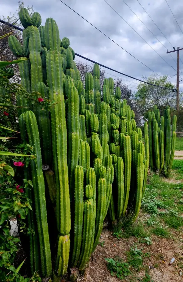 San Pedro cactus propagation