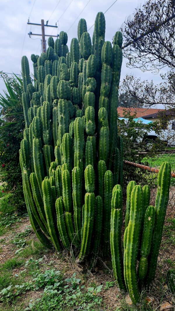 Three 2ft Large San Pedro Cactus Trunk Cuttings | AWCO1988