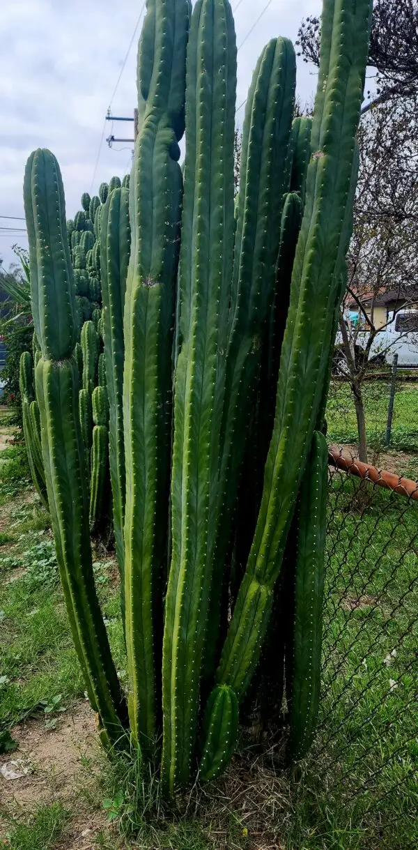 Three 2ft Large San Pedro Cactus Trunk Cuttings | AWCO1988
