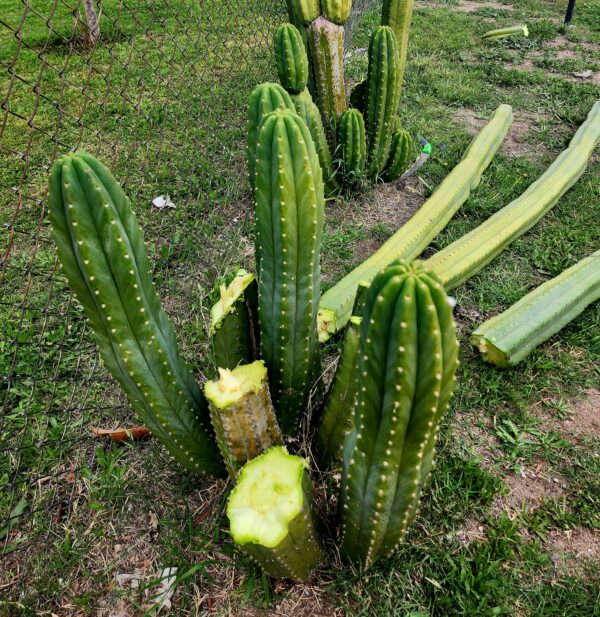 Three 2ft Large San Pedro Cactus Trunk Cuttings | AWCO1988