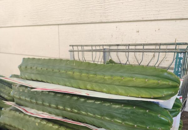Three 2ft Large San Pedro Cactus Trunk Cuttings | AWCO1988