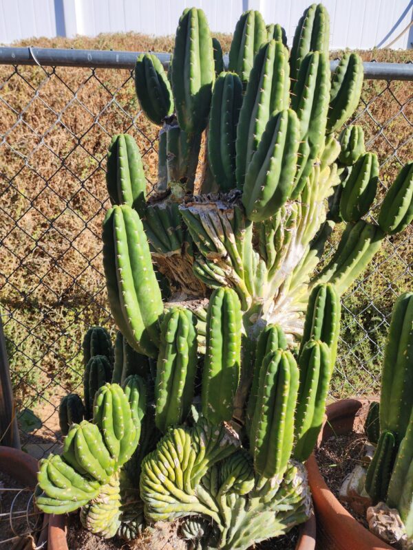 Rare San Pedro Cactus, Montrose Parent, Deep "V" Potency Indicator