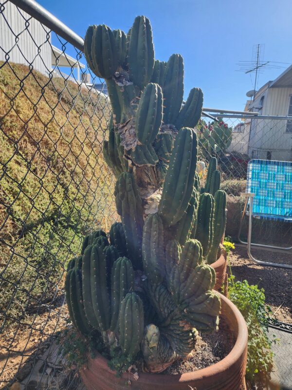 Rare San Pedro Cactus, Montrose Parent, Deep "V" Potency Indicator