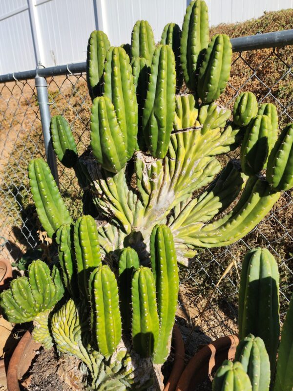 Rare San Pedro Cactus, Montrose Parent, Deep "V" Potency Indicator