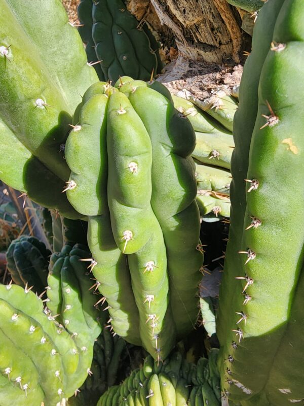 Rare San Pedro Cactus, Montrose Parent, Deep "V" Potency Indicator