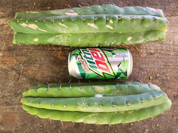 Rare San Pedro Cactus, Montrose Parent, Deep "V" Potency Indicator