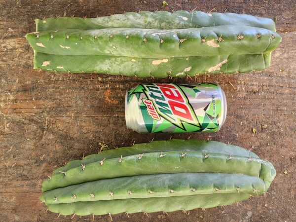 Rare San Pedro Cactus, Montrose Parent, Deep "V" Potency Indicator