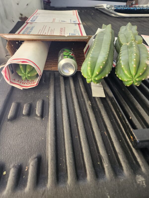 Three 2ft Long Large San Pedro Cactus Tip Cuttings | AWCO1988