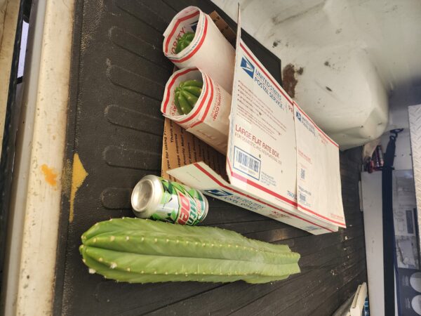 Three 2ft Long Large San Pedro Cactus Tip Cuttings | AWCO1988
