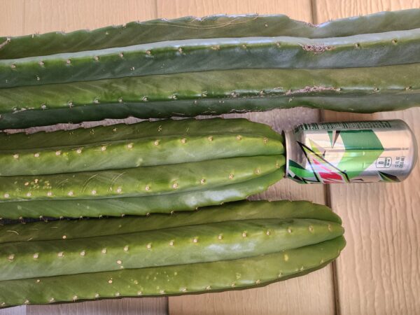 SPECIAL! THREE XX-LARGE, 12 Inch Long, San Pedro Cactus Cuttings, One Tip & Two Trunks, Trichocereus pachanoi, Free Shipping