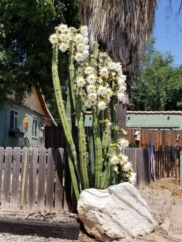 San Pedro Cactus cuttings