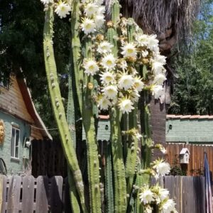 San Pedro cuttings for landscaping