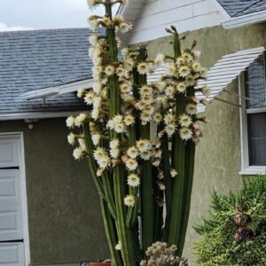 San Pedro cactus