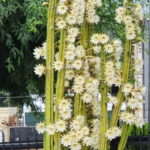 San Pedro cactus cuttings
