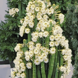 San Pedro cactus cuttings for sale at awco1988.com for ornamental use