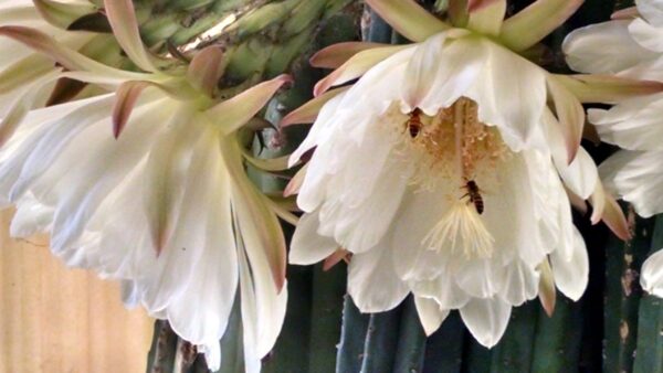 San Pedro Cactus Cuttings, 3 XX-LARGE, 12 Inch Long, , One Tip & Two Trunks, Trichocereus pachanoi, Free Shipping